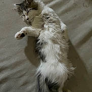 Flash participe au concours pour gagner de l'argent avec cette photo : animal, calm, cat, cozy, cute, domestic, fluffy, fur, gray, indoor, mammal, nap, paw, pet, relaxed, resting, sleeping, tail, whiskers, white