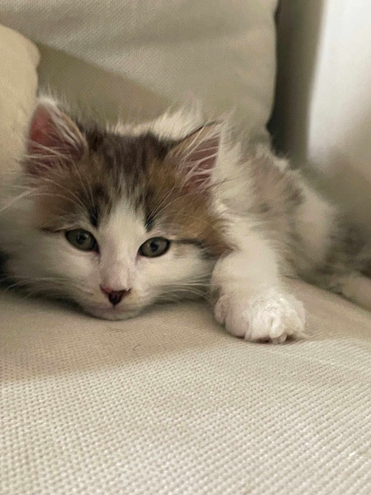 Flash participe au concours pour gagner de l'argent avec cette photo : adorable, animal, cat, closeup, cream, cute, feline, fluffy, fur, indoor, kitten, paw, pet, relaxed, resting, sleepy, soft, texture, whiskers, young