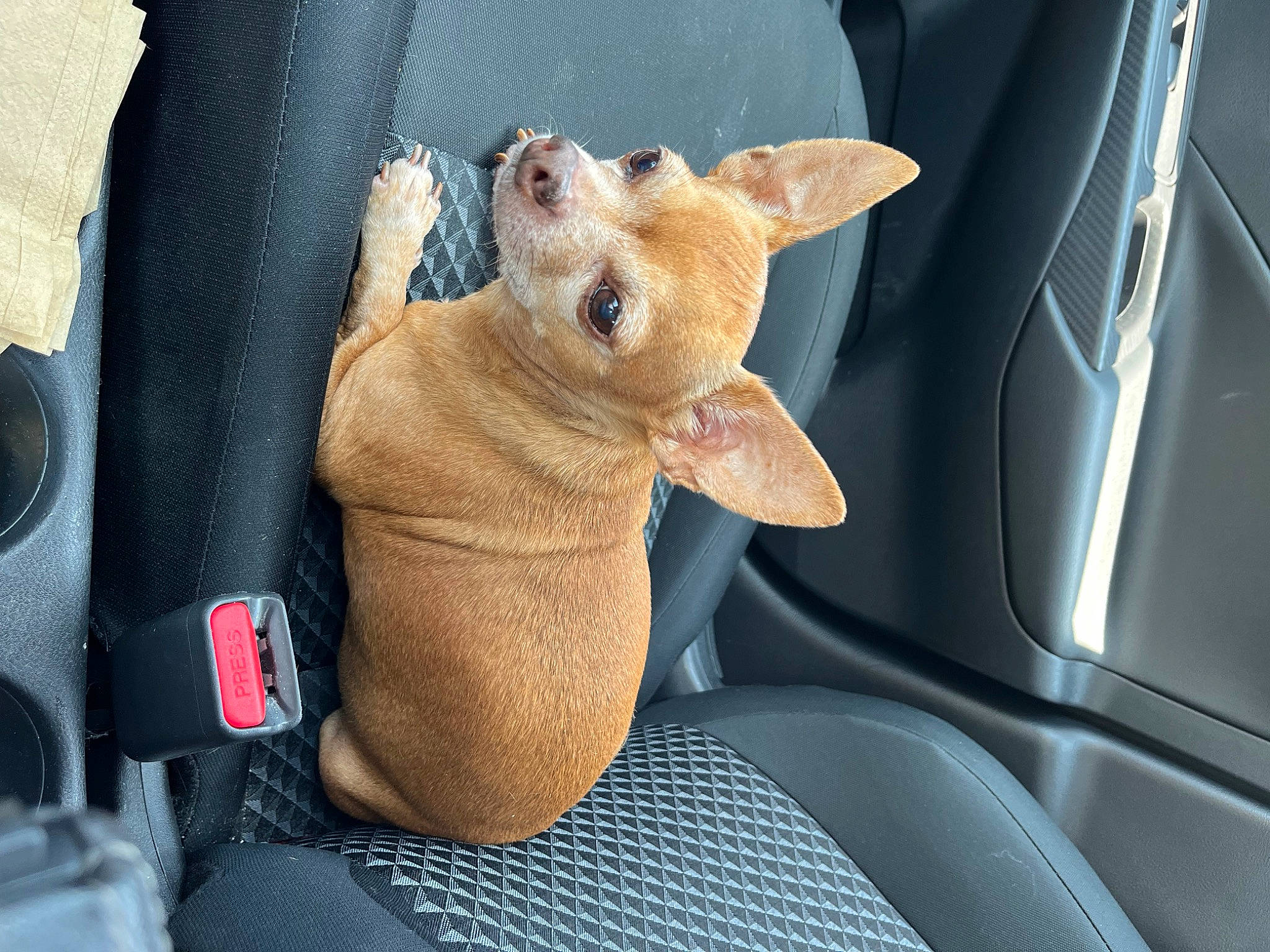 Chico joined the competition — help win amazing prizes! auto_part, automotive_design, automotive_exterior, automotive_mirror, car, car_seat, comfort, fawn, felidae, fur, gesture, head_restraint, motor_vehicle, snout, steering_wheel, stuffed_toy, toy, vehicle, vehicle_door, windshield