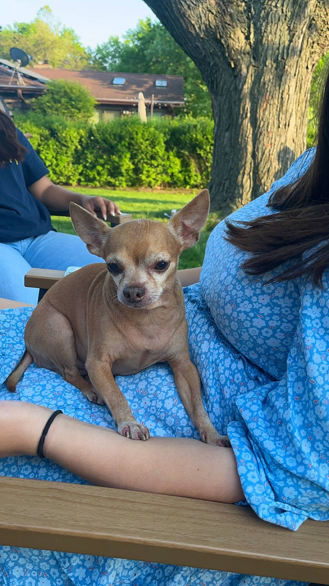 Chico is registered to the contest to win money with this photo: canidae, carnivore, chihuahua, companion_dog, dog, dog_breed, fawn, grass, leisure, plant, sitting, snout, sporting_group, sunglasses, terrestrial_animal, toy_dog, tree, whiskers, window, working_animal