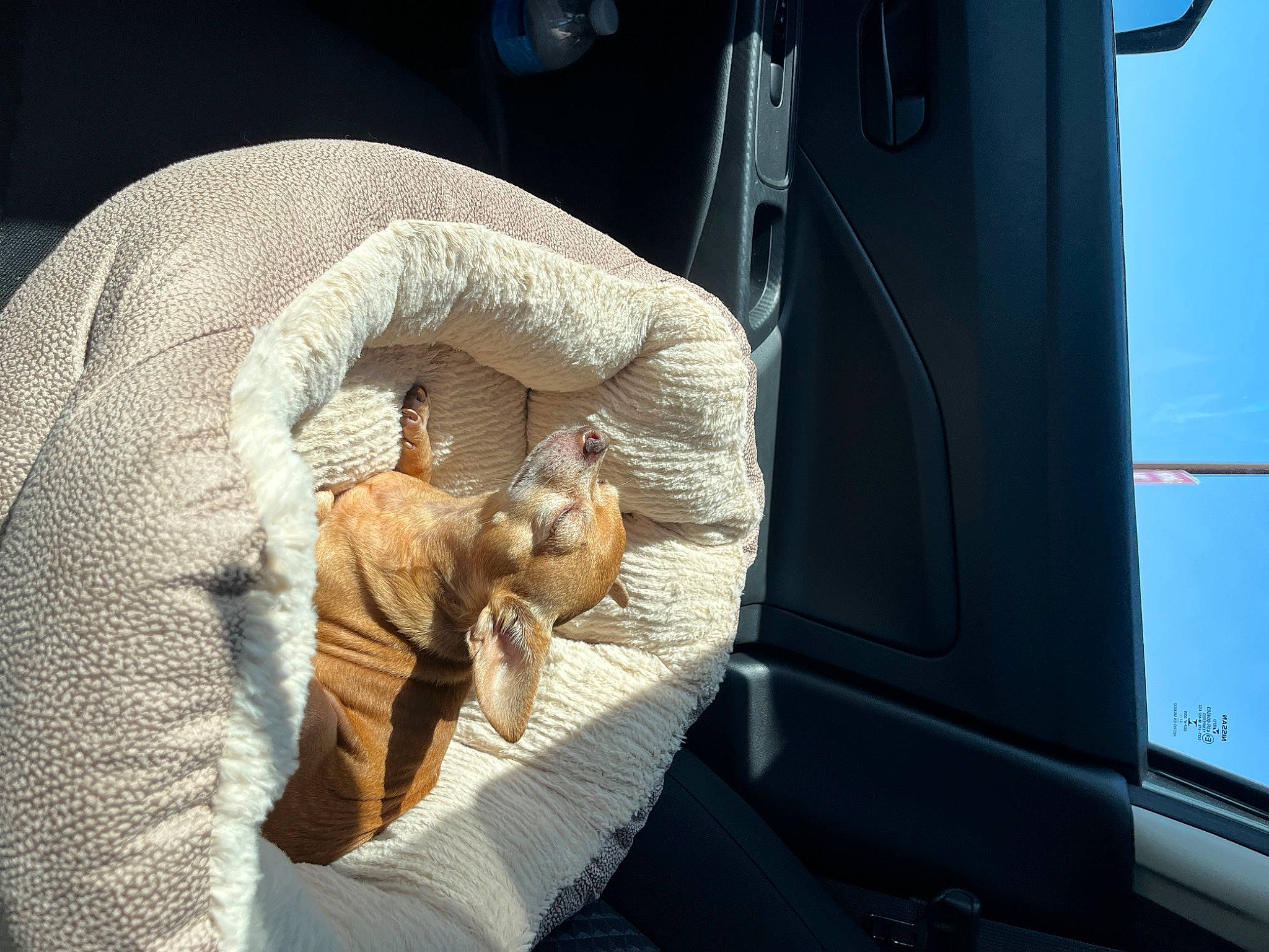 Chico is registered to the contest to win money with this photo: auto_part, automotive_design, automotive_exterior, automotive_tire, automotive_window_part, bed, bumper, car_seat, comfort, door, family_car, felidae, fur, hospital, linens, motor_vehicle, room, tail, trunk, vehicle_door