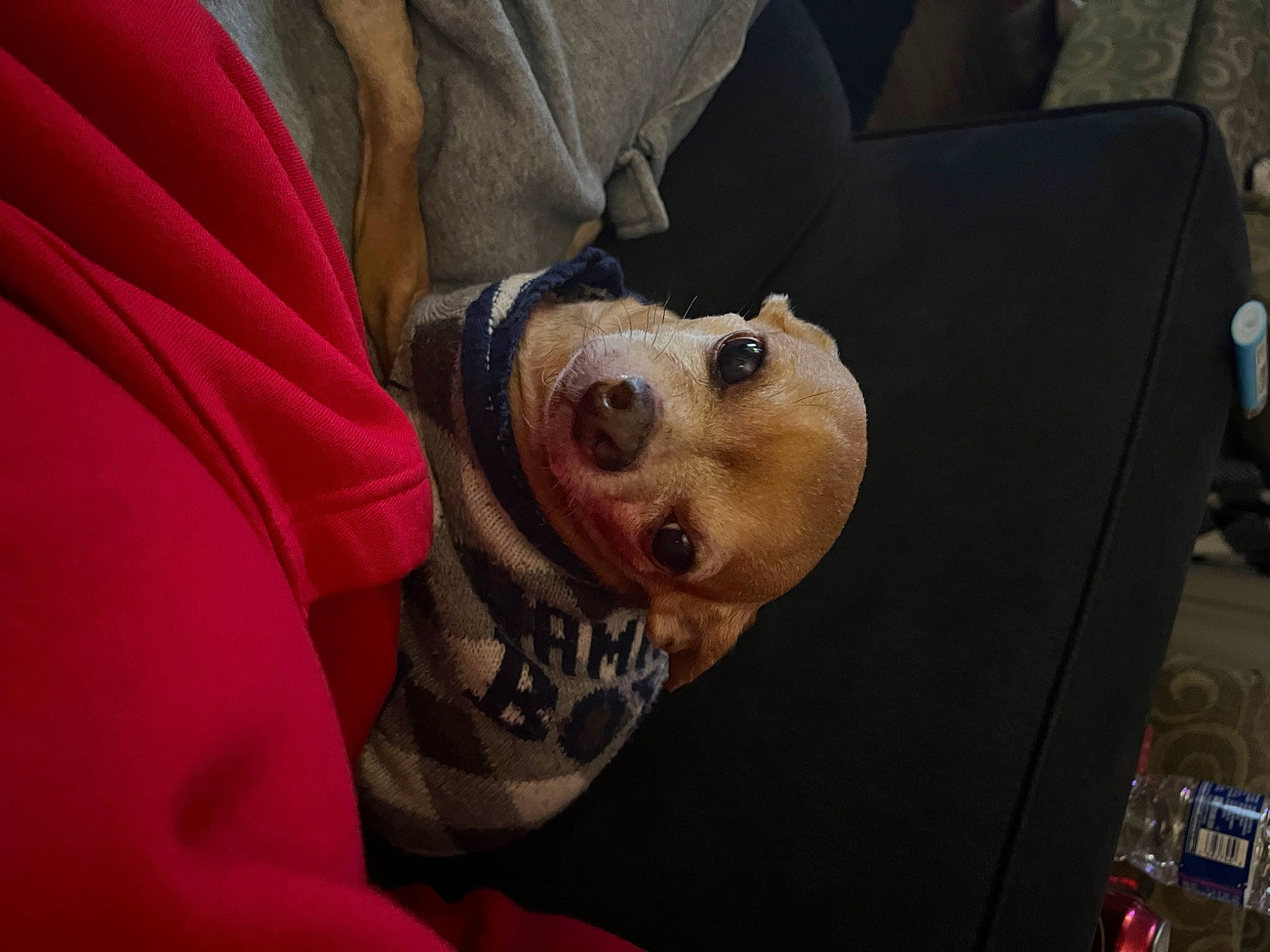 Chico is registered to the contest to win money with this photo: canidae, carnivore, comfort, companion_dog, dog, dog_breed, dog_clothes, dog_supply, eyewear, fawn, fur, non_sporting_group, puppy, snout, sporting_group, sunglasses, toy_dog, whiskers, working_animal