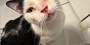 Rita is registered to the contest to win money with this photo: cat, black_and_white, indoor, floor, tile, whiskers, fur, pet, curious, close_up, red_hairbrush, object, domestic_animal, looking_up, head_tilt, floor_tile, animal_face, feline, household, cute