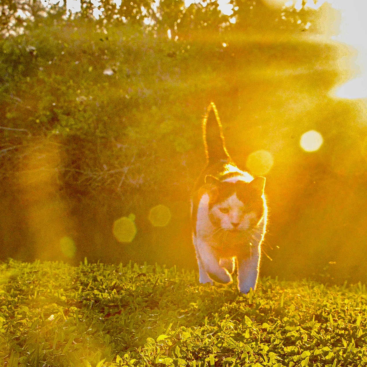 Rita joined the competition — help win amazing prizes! animal, backlit, bokeh, cat, daylight, feline, field, grass, greenery, happy, leafy, mammal, nature, outdoor, pet, summer, sunflare, sunlight, sunshine, walking