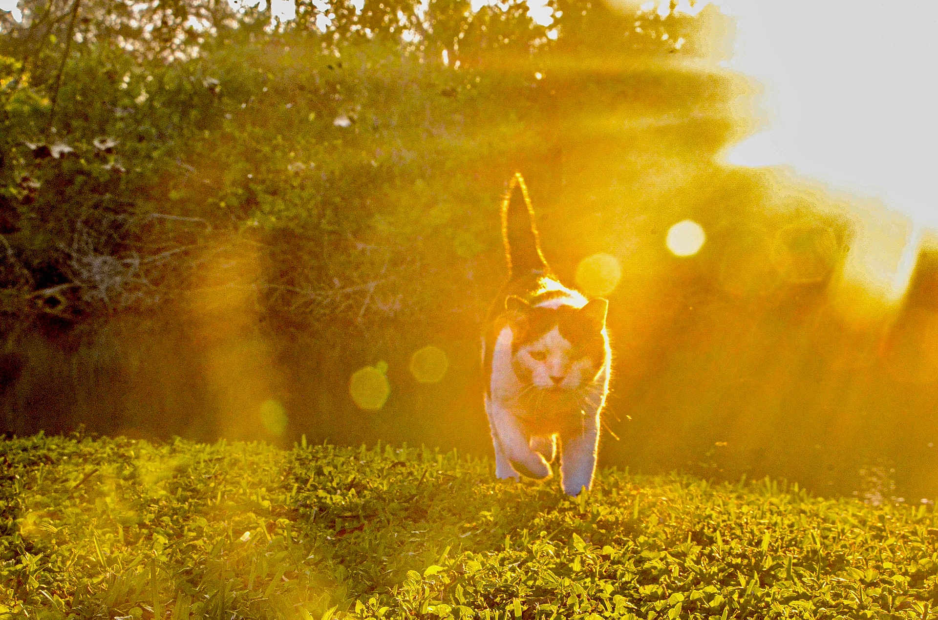 Rita joined the competition — help win amazing prizes! cat, sunlight, grass, outdoor, nature, animal, pet, walking, sunflare, bokeh, greenery, daylight, mammal, feline, sunshine, field, leafy, backlit, happy, summer