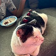 Rita joined the competition — help win amazing prizes! cat, black_and_white_cat, cherries, couch, person, plate, food, domestic, relaxed, animal, pet, feline, whiskers, fur, indoor, sitting, resting, close_up, home, cozy