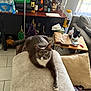 Goob is registered to the contest to win money with this photo: cat, gray_cat, white_paws, indoor, living_room, sofa, table, bottles, package, cushion, floor_tile, curtain, window, drink_bottle, tissue_box, camera_lens, backpack, relaxed, pet, furniture