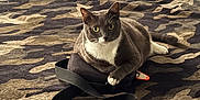 Goob is registered to the contest to win money with this photo: cat, gray_cat, white_paw, bed, blanket, camouflage_pattern, black_bag, remote_control, indoor, pet, feline, resting, curious, paw, fur, domestic_animal, household, cozy, striped_bedspread, window