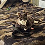 bed, black_bag, blanket, camouflage_pattern, cat, cozy, curious, domestic_animal, feline, fur, gray_cat, household, indoor, paw, pet, remote_control, resting, striped_bedspread, white_paw, window