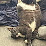 Goob joined the competition — help win amazing prizes! cat, gray_cat, white_paws, upside_down, relaxed, couch, blanket, cozy, indoor, feline, pet, fur, whiskers, paw, playful, resting, cute, animal, domestic_cat, funny_pose