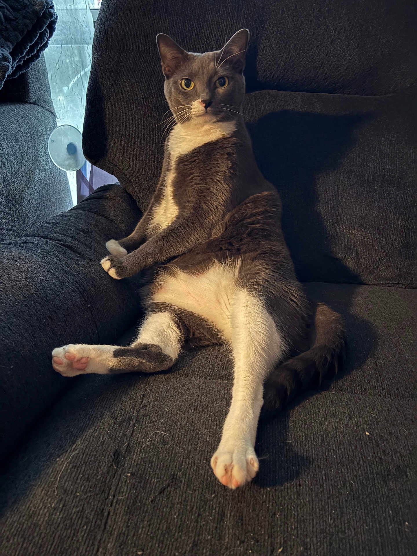 Goob joined the competition — help win amazing prizes! cat, gray_cat, white_cat, pet, indoor, couch, furniture, relaxed, sitting, animal, whiskers, paw, tail, window, light, domestic, fur, cute, looking, resting