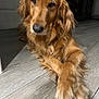 dog, golden_retriever, pet, animal, indoor, floor, wooden_floor, crossed_paws, fur, long_hair, canine, portrait, resting, looking, muzzle, ears, closeup, domestic_animal, companion, quiet