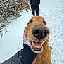 dog, golden_retriever, snow, winter, outdoor, person, gloves, jacket, smile, happy, close_up, nose, teeth, hand, tree, footprints, nature, cold, playful, pet