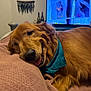 Chloe Applebottom joined the competition — help win amazing prizes! dog, golden_retriever, bandana, blanket, indoor, relaxed, tongue_out, pet, cozy, living_room, television, decor, plant, fur, canine, resting, comfortable, home, animal, sleepy