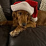 Chloe Applebottom is registered to the contest to win money with this photo: dog, golden_retriever, santa_hat, pet, indoor, couch, leather, brown, cozy, relaxed, holiday, christmas, knitted_pillow, animal, fur, laying_down, domestic_animal, cute, resting, winter