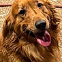 dog, golden_retriever, pet, animal, canine, fur, tongue_out, happy, smiling, portrait, close_up, outdoor, texture, brown, friendly, cute, mammal, domestic_animal, fur_texture, companion