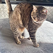 Pixy joined the competition — help win amazing prizes! animal, blanket, cat, close_up, cozy, ears, feline, fur, indoors, pet, portrait, soft_surface, standing, striped_fur, sunlight, tabby, tail, walking, whiskers, window