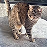 animal, blanket, cat, close_up, cozy, ears, feline, fur, indoors, pet, portrait, soft_surface, standing, striped_fur, sunlight, tabby, tail, walking, whiskers, window
