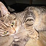 Pixy joined the competition — help win amazing prizes! animal, cat, close_up, ears, feline, flash_photography, floor, fur, green_eyes, indoor, lying_down, paws, pet, portrait, relaxed, sleepy, striped_fur, tabby_cat, whiskers, yellow_eyes