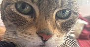 Pixy is registered to the contest to win money with this photo: animal, black_clothing, cat, close_up, cozy, cute, dramatic_expression, ears, face, fur, green_eyes, human_hand, indoors, pet, photography, portrait, red_background, striped_fur, tabby_cat, whiskers