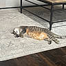 Pixy joined the competition — help win amazing prizes! belly_up, carpet, cat, coffee_table, cozy, furniture, hardwood_floor, indoor, living_room, lying_down, paws, relaxed, rug, sleeping, sofa, striped_fur, tabby_cat, tail, tissue_box, whiskers