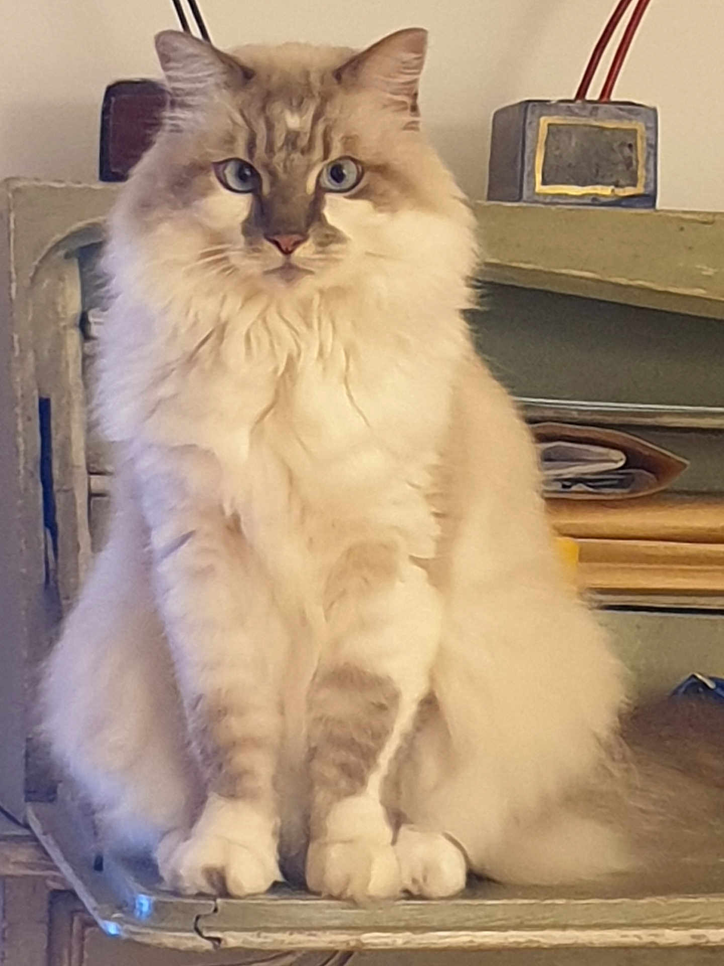Chachou a rejoint le concours — aidez-le/la à gagner de superbes lots ! cat, fluffy, blue_eyes, sitting, indoor, shelf, furniture, pet, animal, long_hair, domestic_cat, face, whiskers, paws, looking, cute, feline, calm, household, closeup