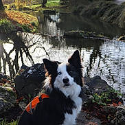 Milla participe au concours pour gagner de l'argent avec cette photo : dog, border_collie, heterochromia, orange_harness, rocks, pond, water, reflection, trees, autumn_leaves, grass, nature, outdoor, sunlight, shadow, animal, fur, ears, eyes, calm