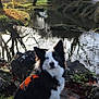 dog, border_collie, heterochromia, orange_harness, rocks, pond, water, reflection, trees, autumn_leaves, grass, nature, outdoor, sunlight, shadow, animal, fur, ears, eyes, calm