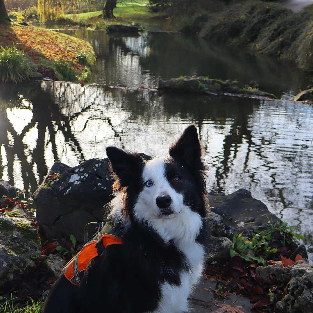 Milla participe au concours pour gagner de l'argent avec cette photo : animal, autumn_leaves, border_collie, calm, dog, ears, eyes, fur, grass, heterochromia, nature, orange_harness, outdoor, pond, reflection, rocks, shadow, sunlight, trees, water