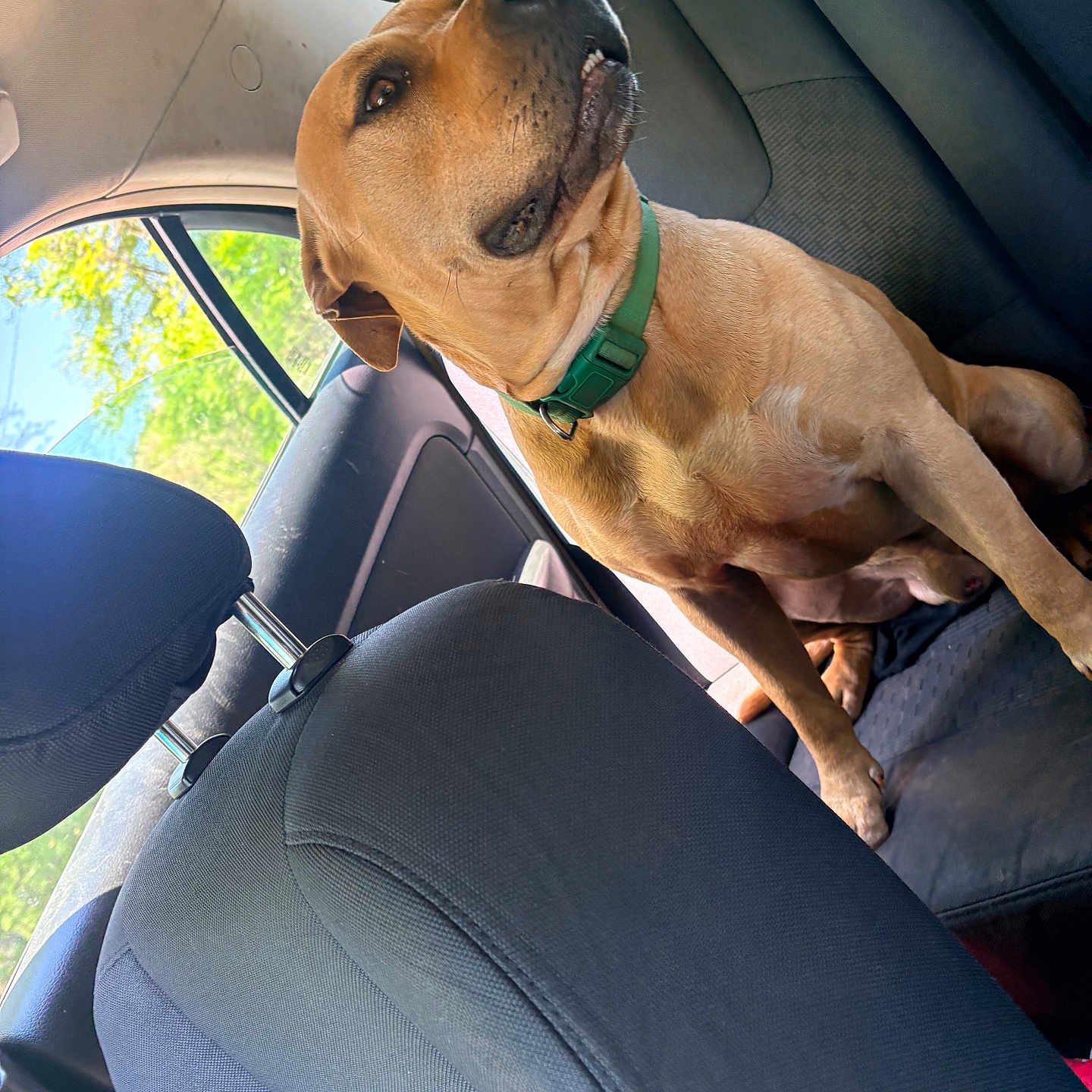Kobe joined the competition — help win amazing prizes! dog, car_interior, brown_dog, pet, animal, green_collar, seat, window, headrest, side_profile, domestic_animal, canine, vehicle, sitting, daylight, fur, looking_away, backseat, calm, indoors