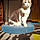 Kitty