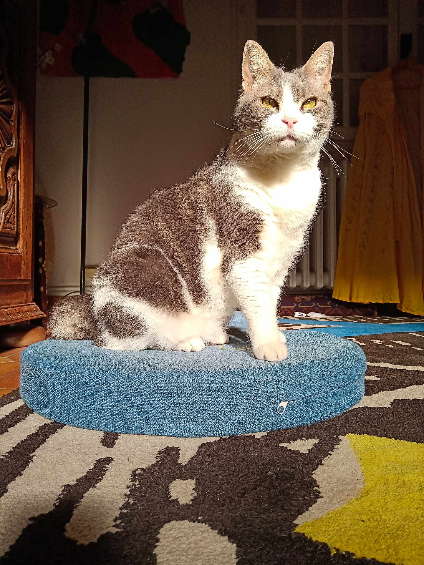 Kitty a rejoint le concours — aidez-le/la à gagner de superbes lots ! cat, gray_and_white, pet, indoor, cushion, sunlight, furniture, rug, patterned_rug, floor, cozy, sitting, animal, whiskers, yellow_eyes, tail, domestic_cat, feline, portrait, relaxed