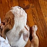 Butter Bean is registered to the contest to win money with this photo: puppy, dog, pet, sleeping, lying_down, cream_fur, white_fur, brown_fur, small_dog, animal, indoors, hardwood_floor, lap, person, paws, back_view, relaxed, cozy, candid, photography