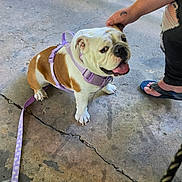 Butter Bean joined the competition — help win amazing prizes! dog, bulldog, pet, animal, sitting, smiling, harness, leash, purple_harness, outdoor, patio, porch, concrete, person, hand, flip_flops, sunlight, yard, portrait, happy
