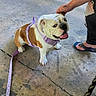 dog, bulldog, pet, animal, sitting, smiling, harness, leash, purple_harness, outdoor, patio, porch, concrete, person, hand, flip_flops, sunlight, yard, portrait, happy