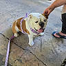 Butter Bean is registered to the contest to win money with this photo: dog, bulldog, english_bulldog, pet, animal, sitting, portrait, tongue_out, harness, leash, purple, brown_and_white, wrinkles, outdoor, porch, concrete, person, hand, flip_flops, grass