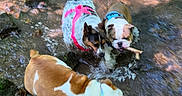 Butter Bean is registered to the contest to win money with this photo: dogs, three_dogs, outdoors, stream, water, splashing, woodland, forest, rocks, moss, nature, adventure, playing, stick, harnesses, wet_dogs, brown_and_white, black_and_white, sunlight, animal_photography