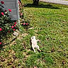 cat, pet, animal, lying_down, belly_up, grass, lawn, garden, roses, flowers, outdoors, sunlight, fallen_leaves, house, yard, tree, road, suburban, relaxed, funny_pose
