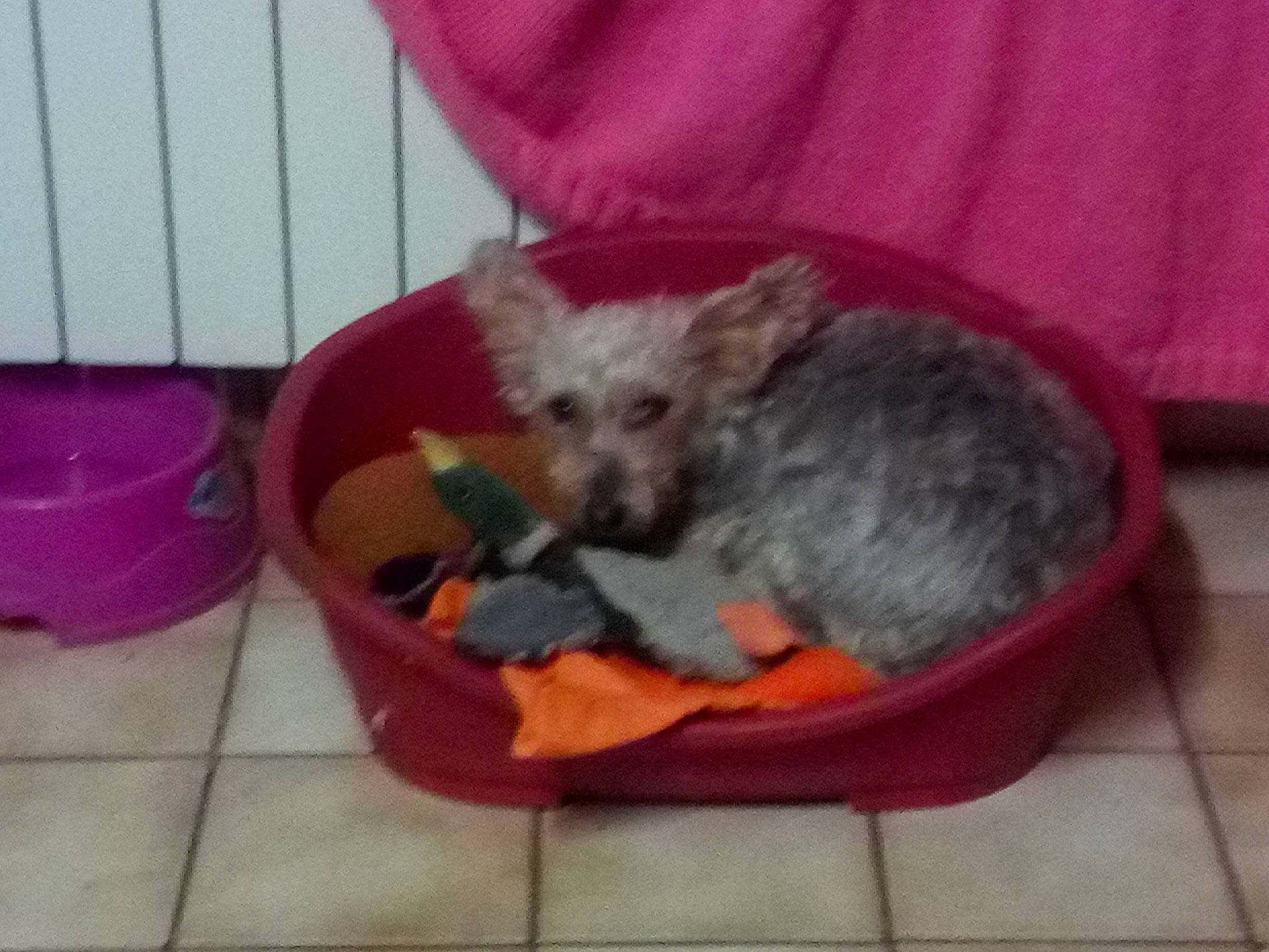 Redbull a rejoint le concours — aidez-le/la à gagner de superbes lots ! bowl, canidae, carnivore, cat_supply, companion_dog, dog, dog_bed, dog_breed, dog_supply, fawn, felidae, pet_food, pet_supply, small_terrier, snout, sporting_group, terrier, toy, toy_dog, working_animal