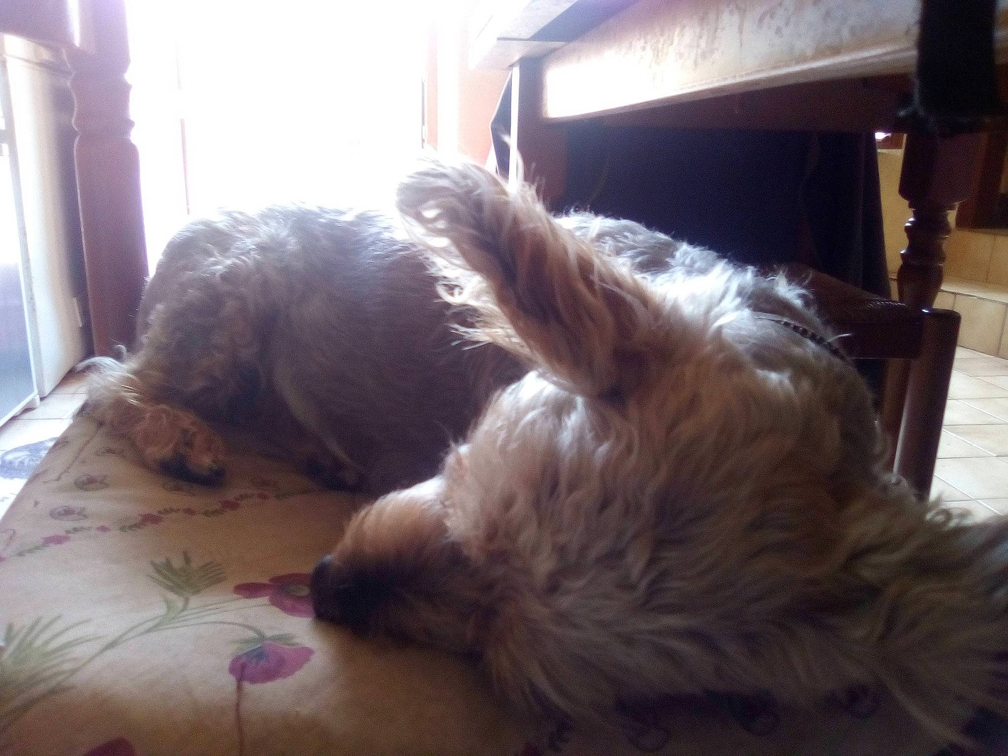 Redbull participe au concours pour gagner de l'argent avec cette photo : canidae, carnivore, comfort, companion_dog, dog, dog_breed, ear, fawn, felidae, flooring, fur, hardwood, liver, nap, paw, small_to_medium_sized_cats, sporting_group, tail, whiskers, window