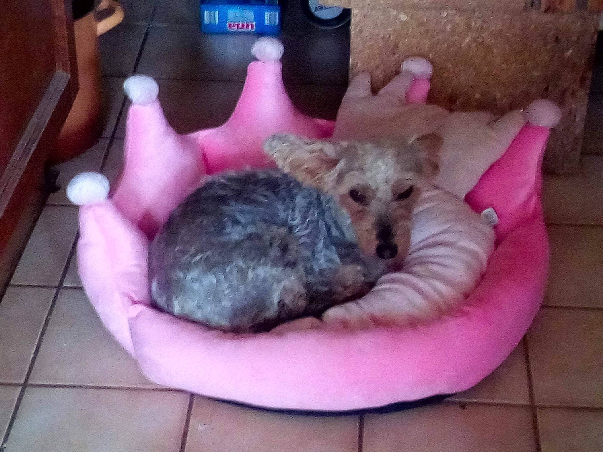 Redbull a rejoint le concours — aidez-le/la à gagner de superbes lots ! canidae, carnivore, cat_supply, comfort, companion_dog, dog, dog_bed, dog_breed, dog_supply, fawn, felidae, fur, paw, pet_supply, pink, puppy, small_to_medium_sized_cats, sporting_group, terrier, toy_dog