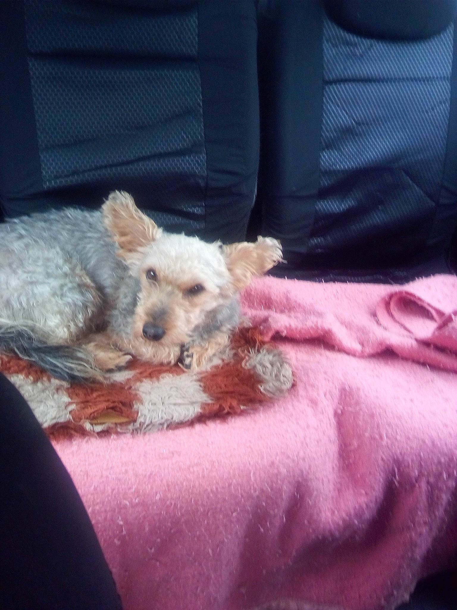 Redbull participe au concours pour gagner de l'argent avec cette photo : bed, carnivore, comfort, companion_dog, couch, dog, dog_breed, fawn, felidae, fur, linens, nap, paw, small_terrier, small_to_medium_sized_cats, sporting_group, terrier, toy_dog, whiskers, working_animal