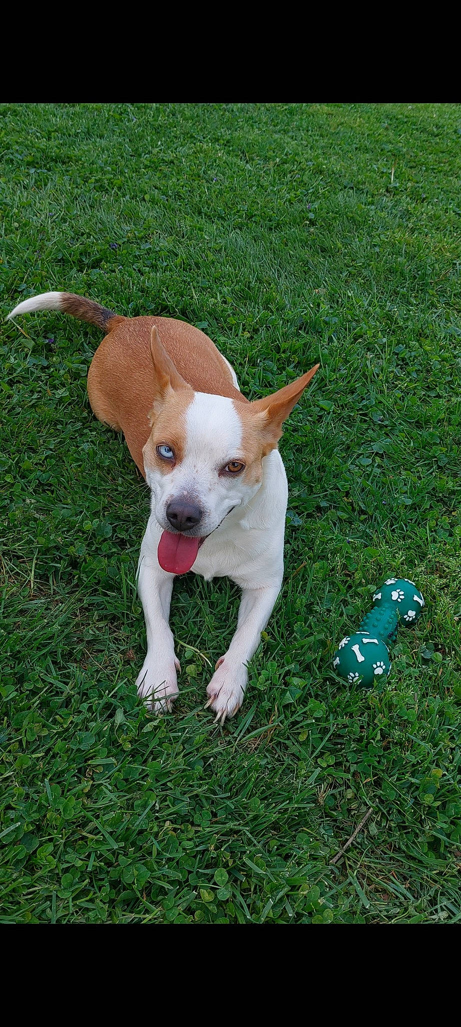 Brown Cow joined the competition — help win amazing prizes! bottle, canidae, carnivore, chihuahua, companion_dog, dog, dog_breed, dog_clothes, dog_supply, fawn, grass, plant, plastic_bottle, snout, tail, terrestrial_animal, terrier, toy_dog, water_bottle, working_animal