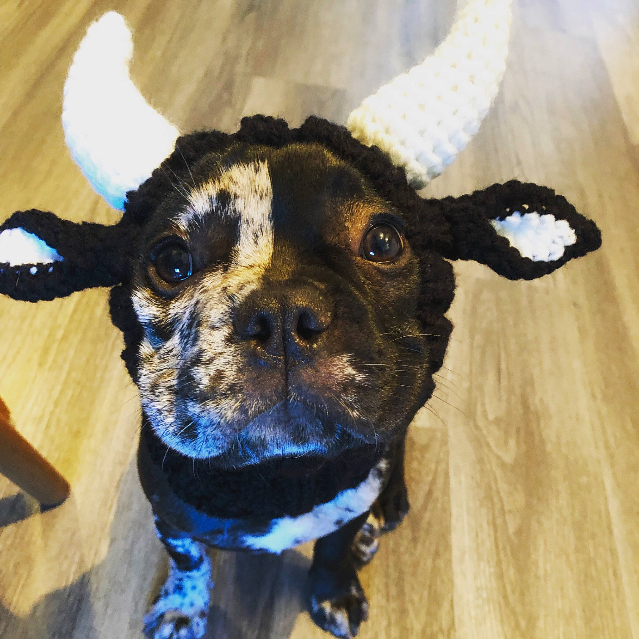 Reina is registered to the contest to win money with this photo: canidae, carnivore, collar, companion_dog, dog, dog_breed, dog_clothes, dog_collar, dog_supply, ear, electric_blue, eye, fashion_accessory, fawn, pet_supply, snout, sporting_group, whiskers, wood, working_animal