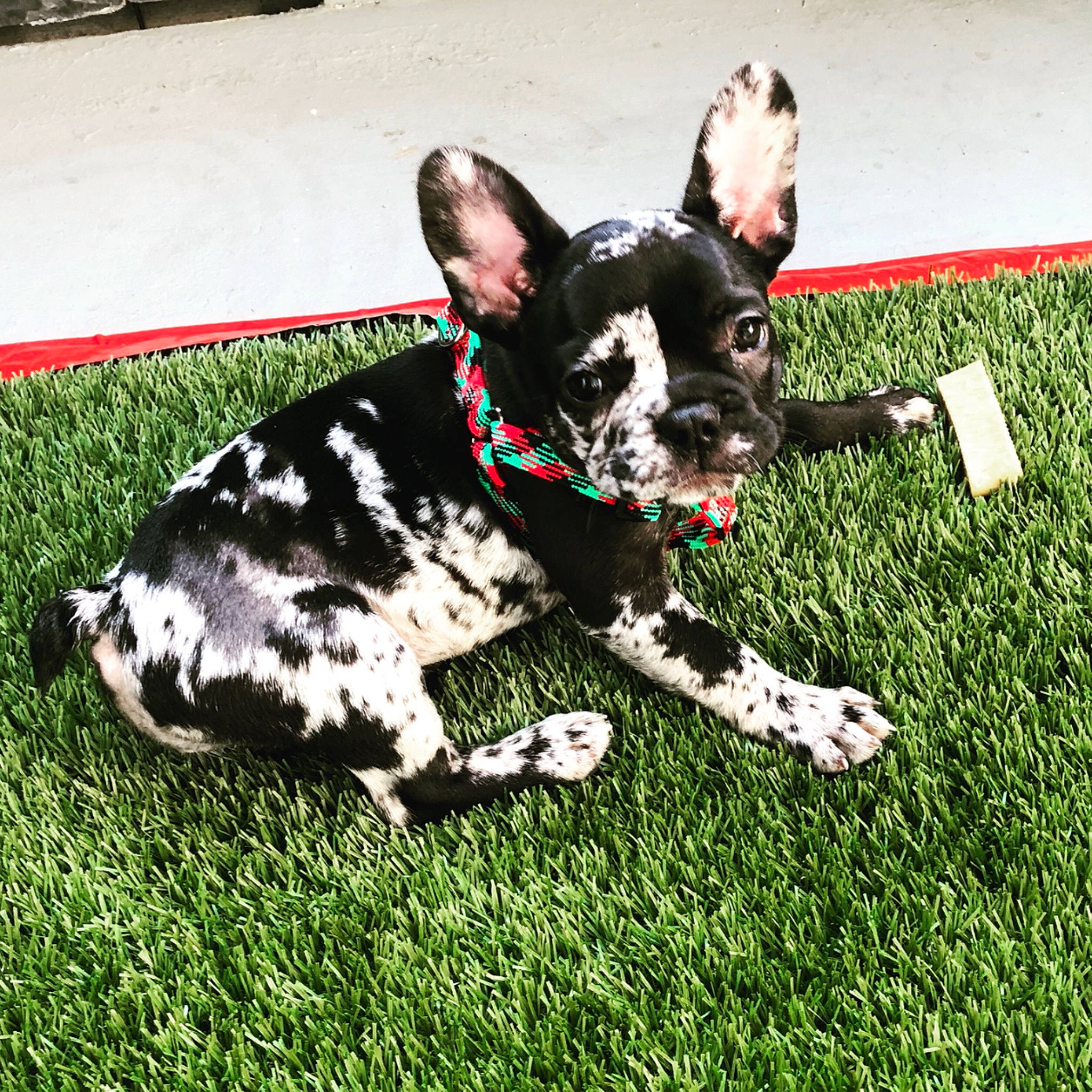 Reina joined the competition — help win amazing prizes! art, canidae, carnivore, collar, companion_dog, dog, dog_breed, dog_collar, dog_supply, fawn, fur, grass, leash, plant, snout, sporting_group, tail, toy_dog, whiskers, working_animal