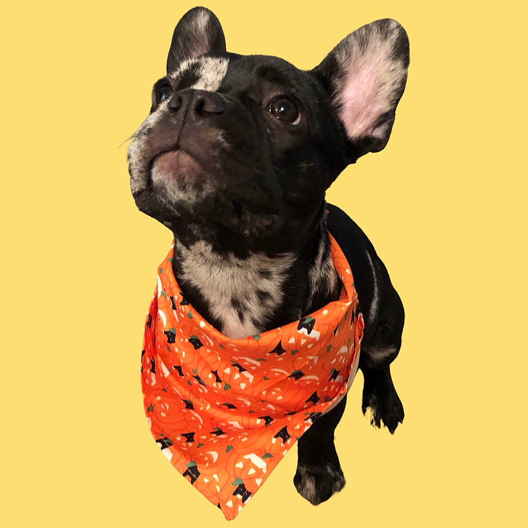 Reina is registered to the contest to win money with this photo: canidae, carnivore, collar, companion_dog, dog, dog_breed, dog_collar, dog_supply, ear, electric_blue, fashion_accessory, fawn, fur, pattern, pet_supply, sleeve, snout, sporting_group, whiskers, working_animal