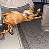 dog, indoor, upside_down, couch, rug, shoe, wooden_table, tile_floor, pet, brown_dog, red_collar, relaxed, playful, ear_flopped, belly_up, home, flooring, furniture, domestic, animal
