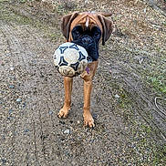 Aloha participe au concours pour gagner de l'argent avec cette photo : dog, soccer_ball, gravel, dirt_path, outdoor, playful, brown_dog, pet, animal, grass, mound, nature, canine, ears, collar, toy, ground, mud, young_dog, looking