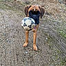 dog, soccer_ball, gravel, dirt_path, outdoor, playful, brown_dog, pet, animal, grass, mound, nature, canine, ears, collar, toy, ground, mud, young_dog, looking