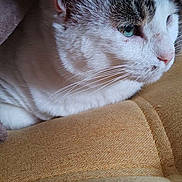 Chocapik a rejoint le concours — aidez-le/la à gagner de superbes lots ! cat, animal, pet, feline, whiskers, blanket, cushion, cozy, resting, indoor, closeup, fur, sleepy, cute, comfort, nose, ears, face, soft, relaxed